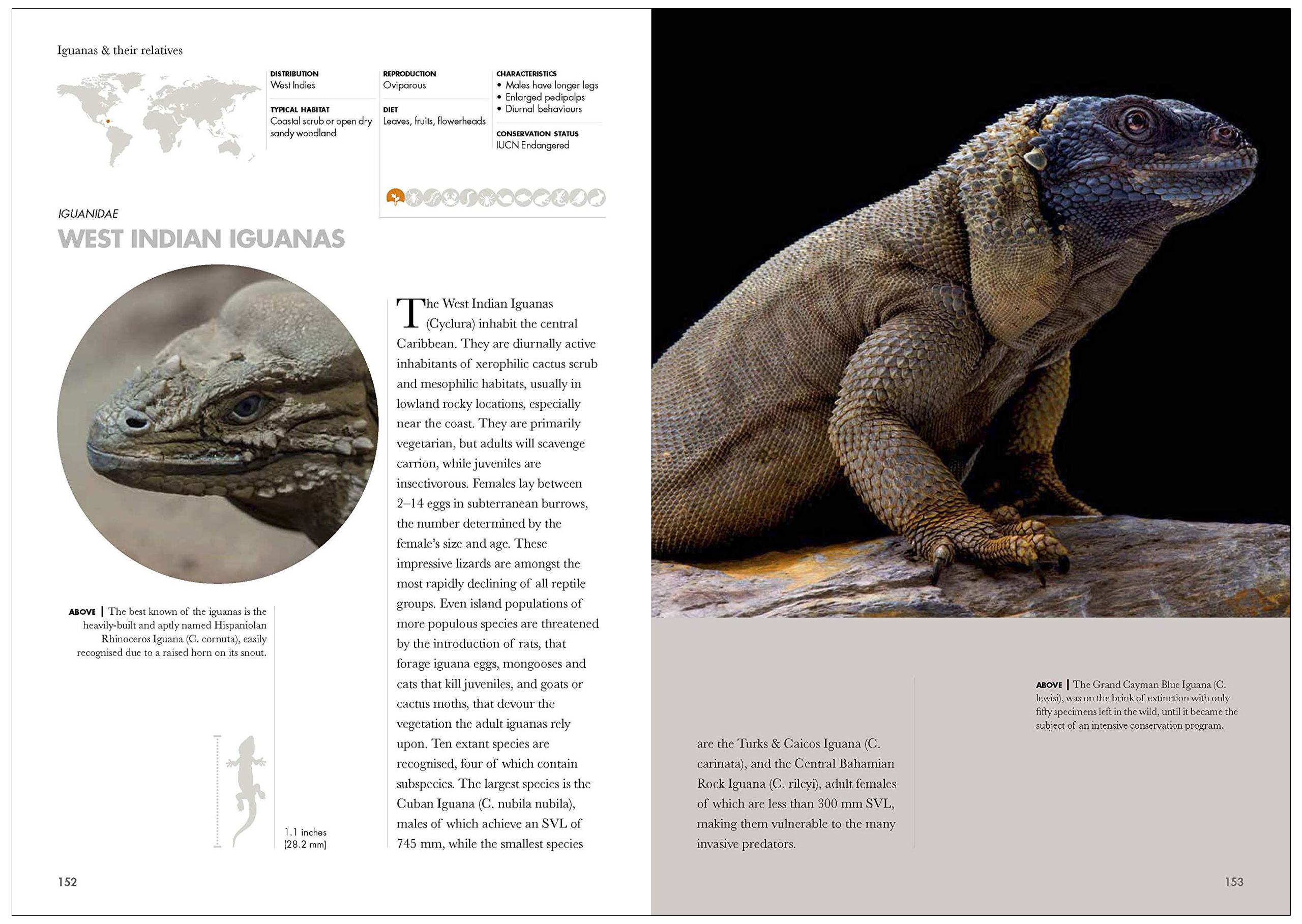 LIZARDS OF THE WORLD. A GUIDE OF EVERY FAMILY 5