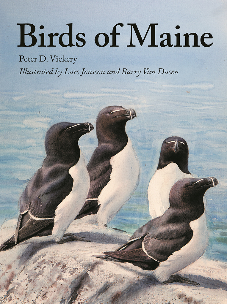 BIRDS OF MAINE
