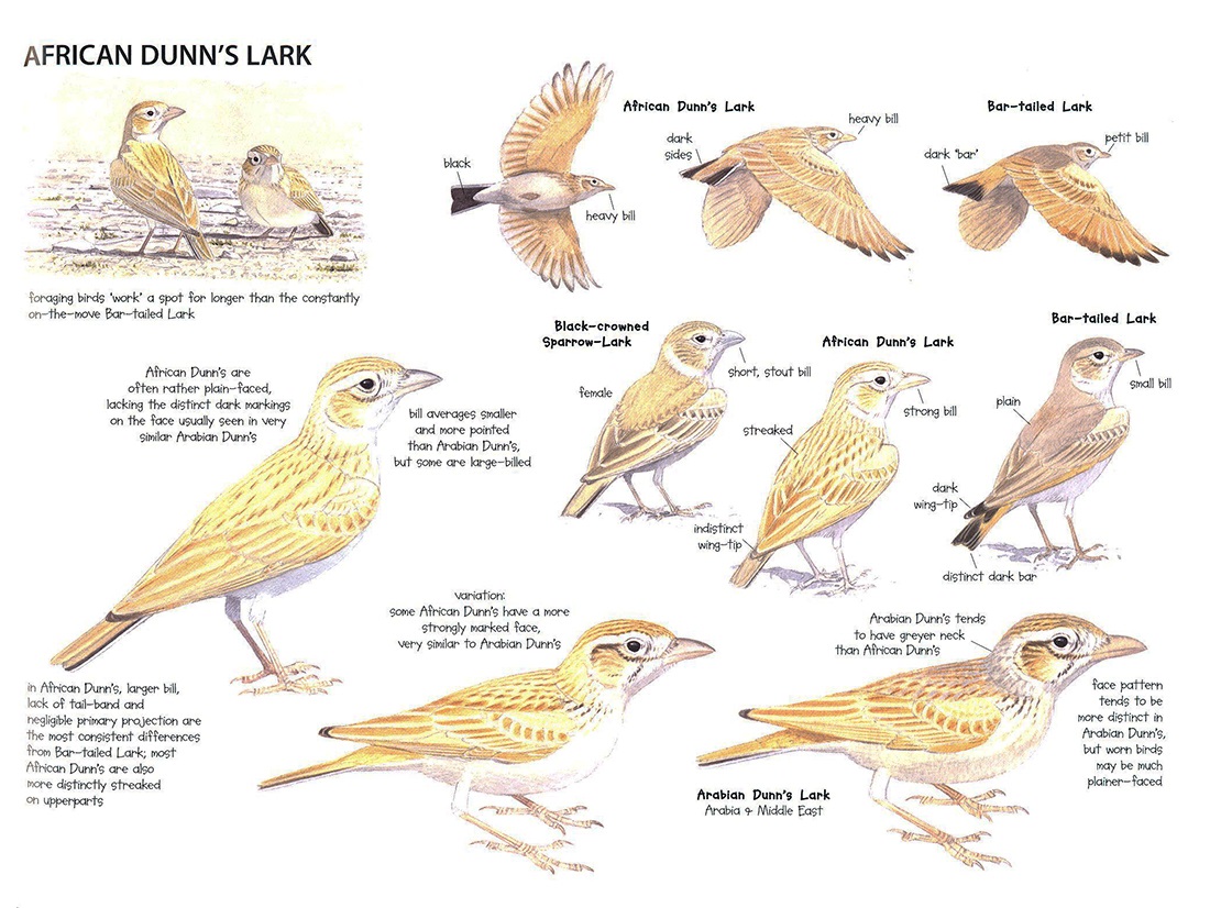 MOROCCO: SHARING THE BIRDS. A SOUND APPROACH GUIDE TO BIRDS OF THE MAGHREB 2