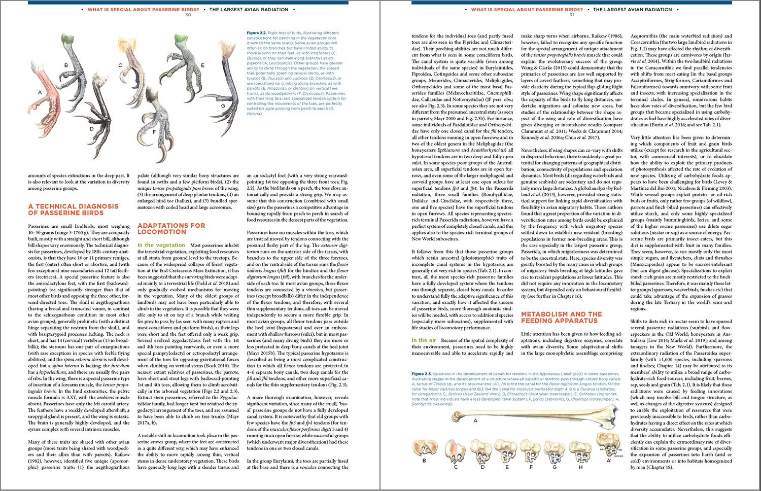THE LARGEST AVIAN RADIATION. THE EVOLUTION OF PERCHING BIRDS, OR THE ORDER PASSERIFORMES 5