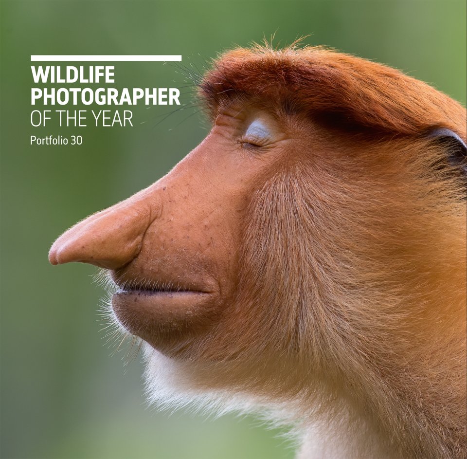 WILDLIFE PHOTOGRAPHER OF THE YEAR. PORTFOLIO 30