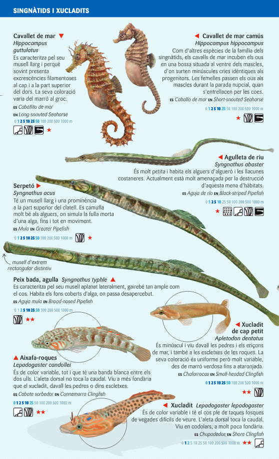 PEIXOS COSTANERS DEL MAR BALEAR. MINIGUIA DE MAR 2