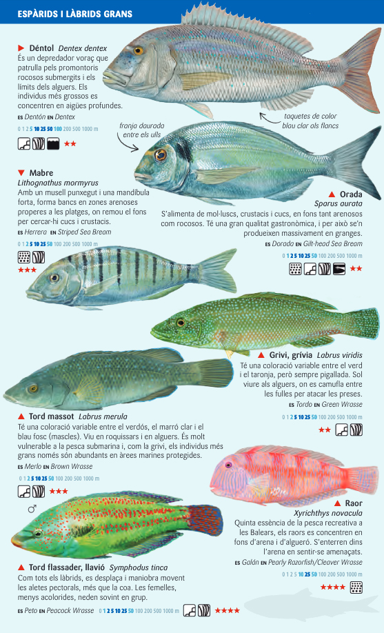 PEIXOS COSTANERS DEL MAR BALEAR. MINIGUIA DE MAR 3