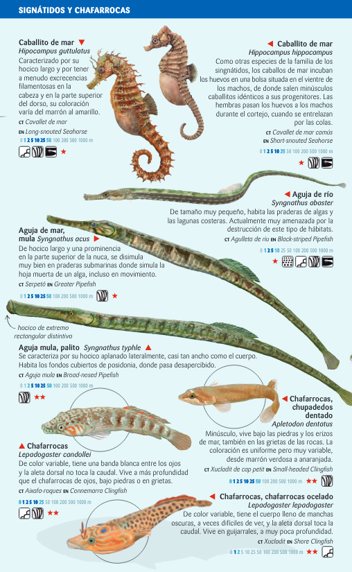 PECES COSTEROS DEL MAR BALEAR. MINIGUIA DE MAR 2