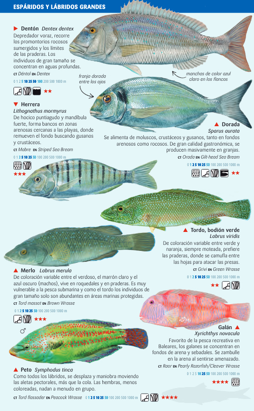 PECES COSTEROS DEL MAR BALEAR. MINIGUIA DE MAR 3