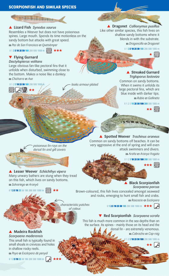COASTAL FISH OF THE BALEARIC ISLANDS. SEA MINIGUIDE 2