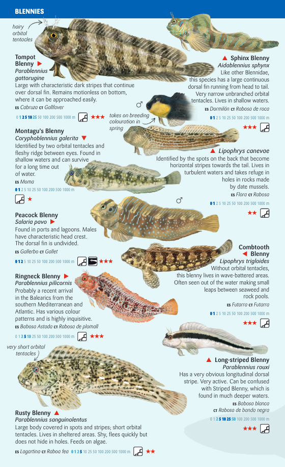 COASTAL FISH OF THE BALEARIC ISLANDS. SEA MINIGUIDE 3