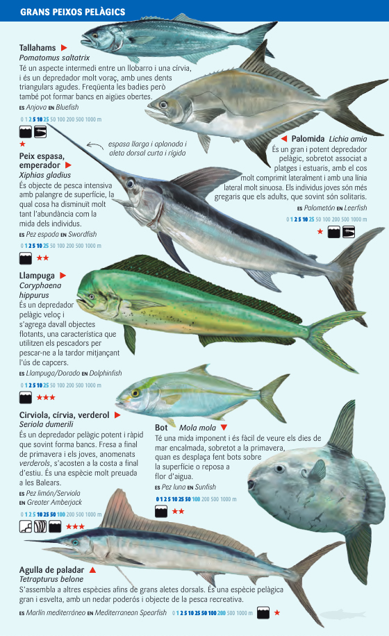 PEIXOS PELÀGICS I DE FONS PROFUNDS DEL MAR BALEAR. MINIGUIA DE MAR 2