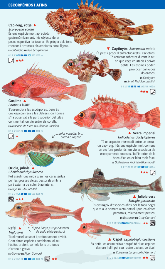 PEIXOS PELÀGICS I DE FONS PROFUNDS DEL MAR BALEAR. MINIGUIA DE MAR 3