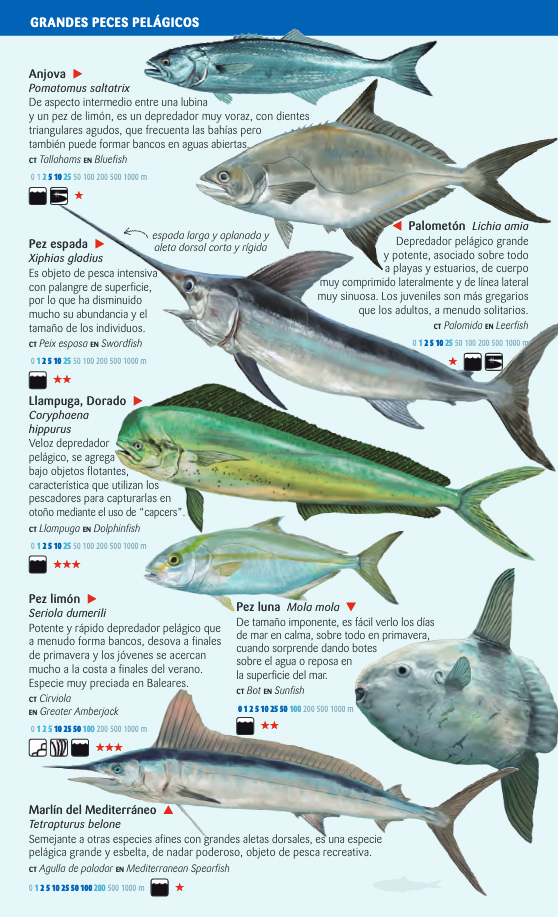 PECES PELÁGICOS Y DE FONDOS PROFUNDOS DEL MAR BALEAR. MINIGUIA DE MAR 2