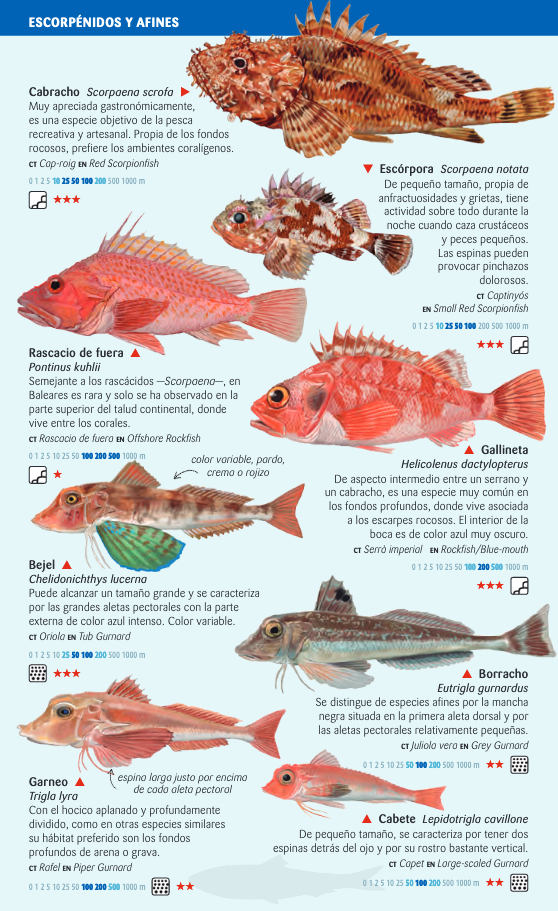 PECES PELÁGICOS Y DE FONDOS PROFUNDOS DEL MAR BALEAR. MINIGUIA DE MAR 3