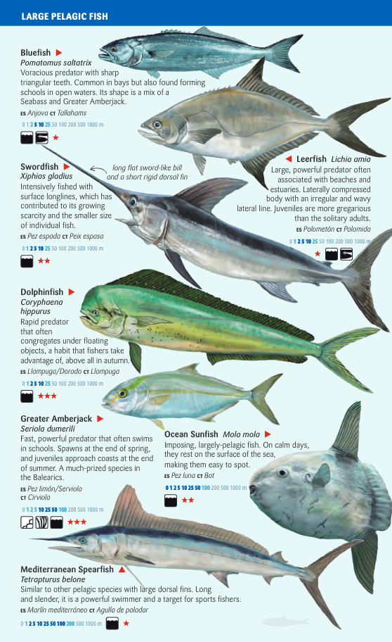 OPEN-SEA AND DEEP-WATER FISH OF THE BALEARIC ISLANDS. SEA MINIGUIDE 2
