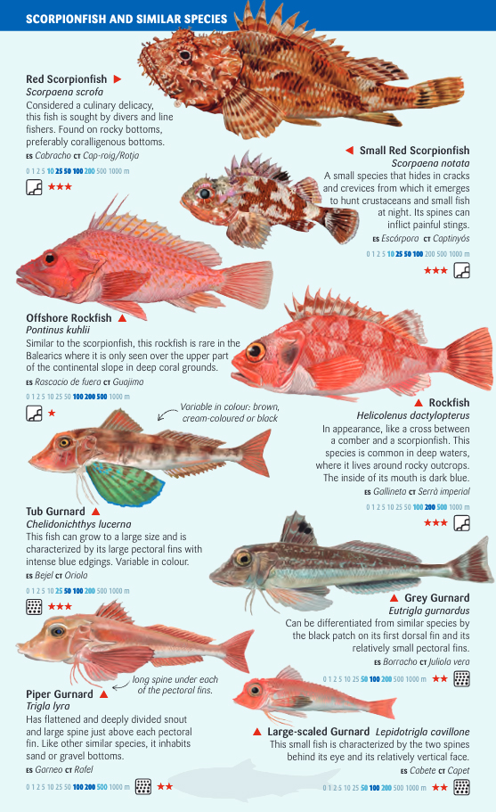 OPEN-SEA AND DEEP-WATER FISH OF THE BALEARIC ISLANDS. SEA MINIGUIDE 3