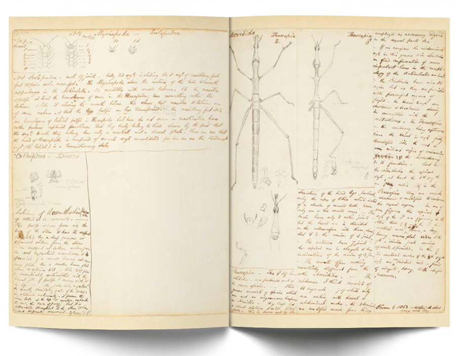 A NATURALIST IN THE AMAZON: THE JOURNALS & WRITINGS OF HENRY WALTER BATES 3