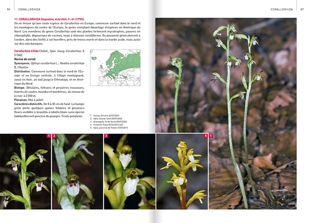 ORCHIDÉES D'EUROPE & DE MÉDITERRANÉE 3