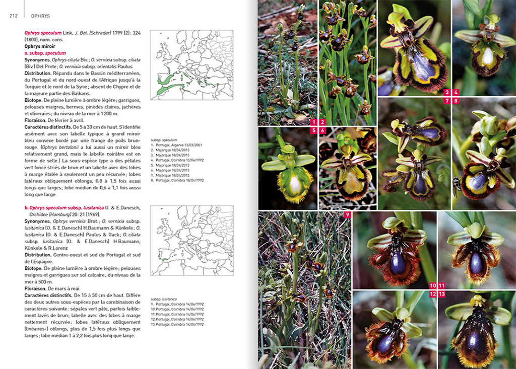 ORCHIDÉES D'EUROPE & DE MÉDITERRANÉE 4