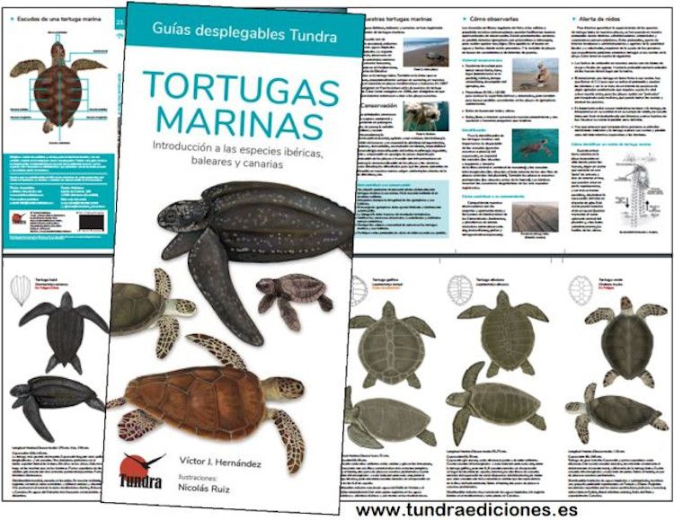 TORTUGAS MARINAS. INTRODUCCIÓN A LAS ESPECIES IBÉRICAS Y CANARIAS. GUÍAS DESPLEGABLES TUNDRA 2