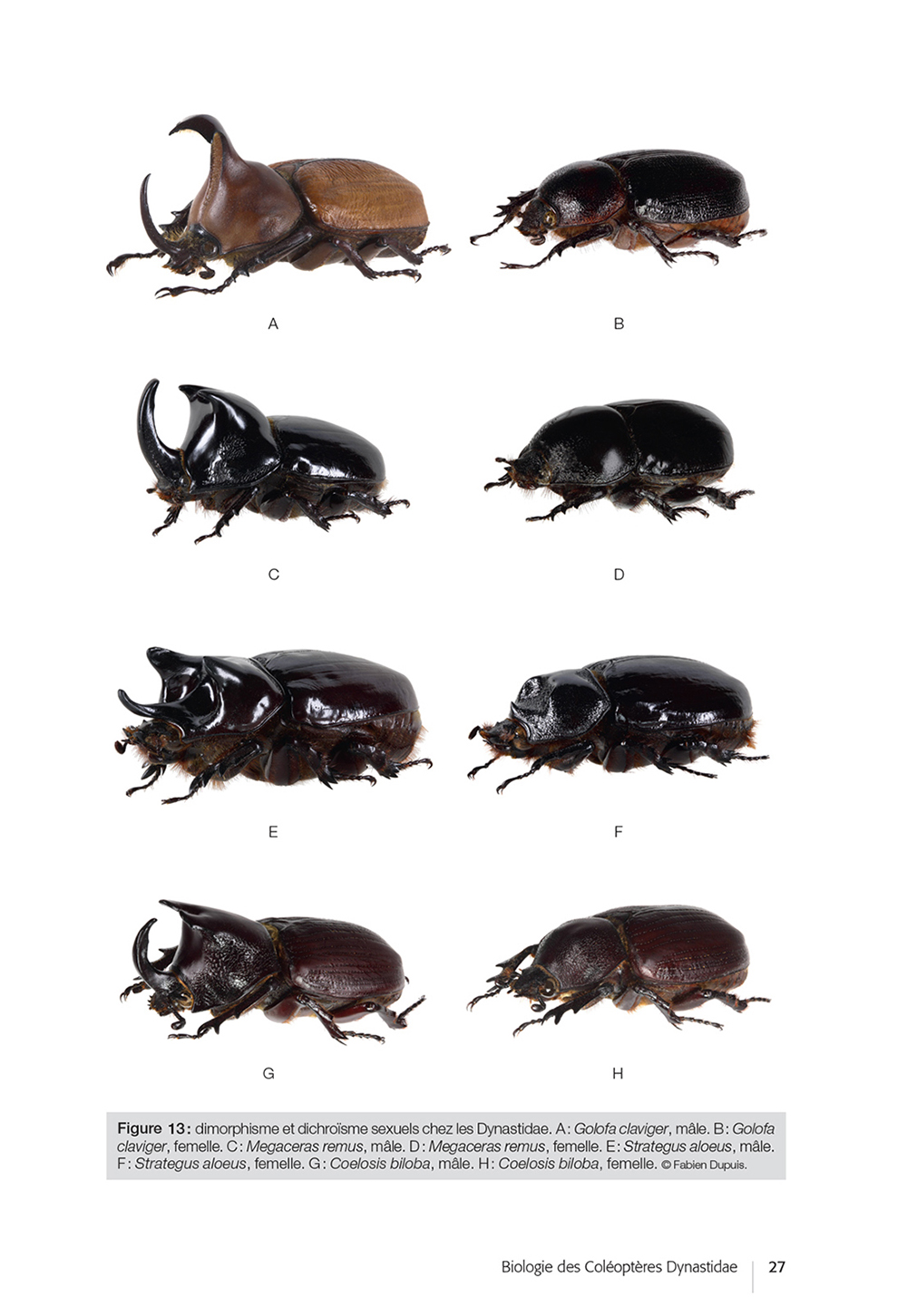 LES COLÉOPTÈRES DYNASTIDAE DE GUYANE. COLEOPTERA SCARABAEOIDEA 4