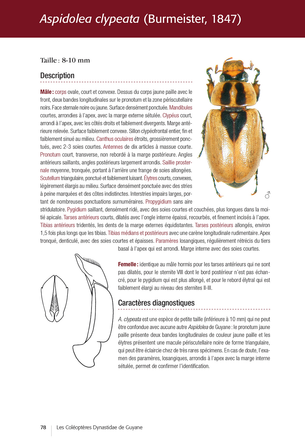 LES COLÉOPTÈRES DYNASTIDAE DE GUYANE. COLEOPTERA SCARABAEOIDEA 5