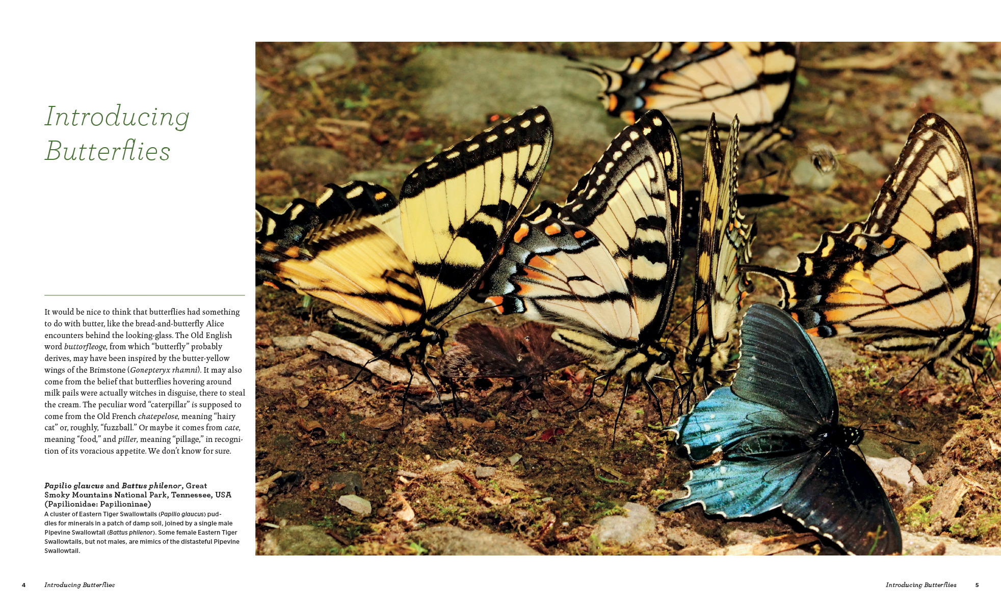 BUTTERFLIES. THEIR NATURAL HISTORY AND DIVERSITY 2