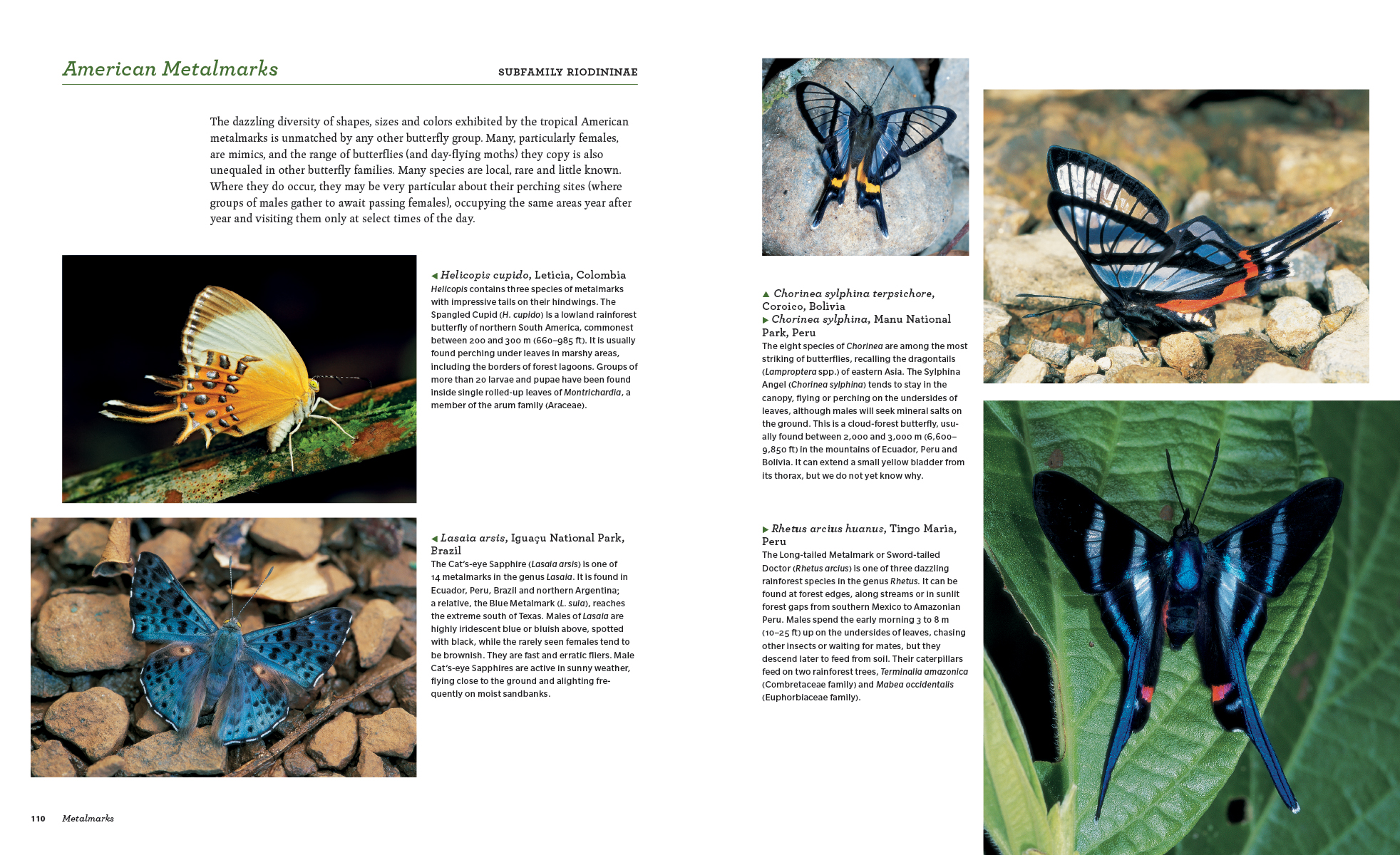 BUTTERFLIES. THEIR NATURAL HISTORY AND DIVERSITY 3