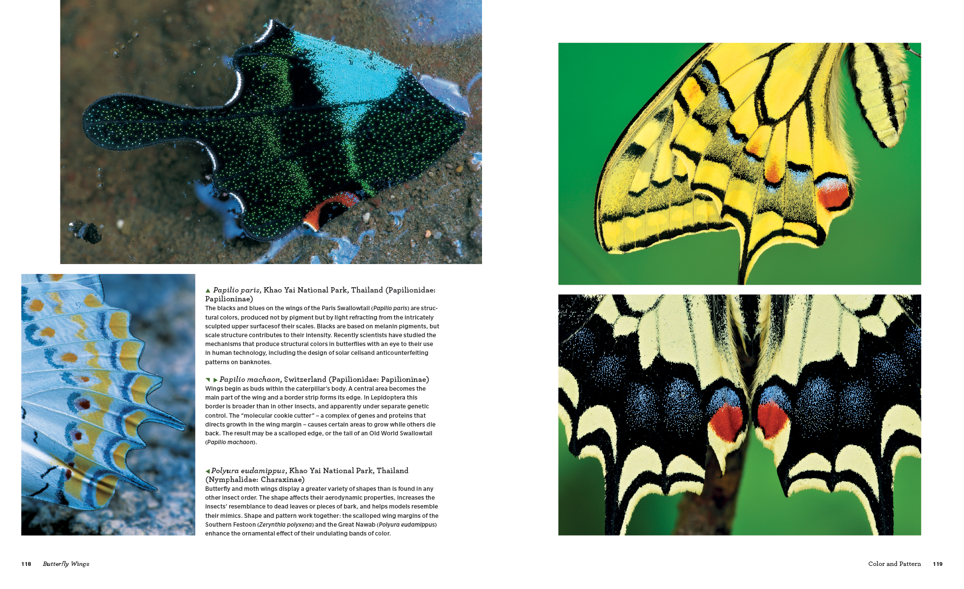 BUTTERFLIES. THEIR NATURAL HISTORY AND DIVERSITY 4