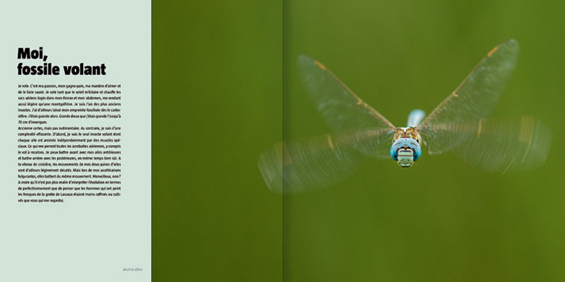 MA VIE DE LIBELLULE. COLLECTION HISTOIRES D'IMAGES 2