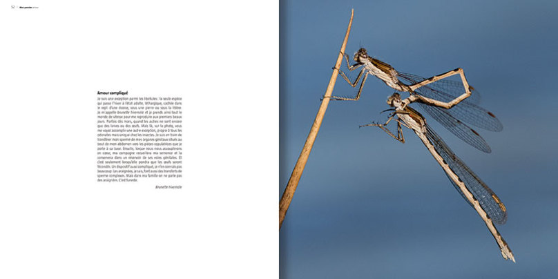 MA VIE DE LIBELLULE. COLLECTION HISTOIRES D'IMAGES 3