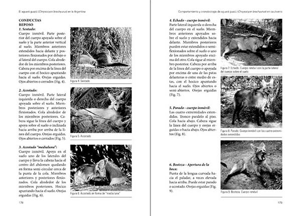 EL AGUARÁ GUAZÚ CHRYSOCYON BRACHYURUS EN LA ARGENTINA. LECCIONES APRENDIDAS Y RECOMENDACIONES PARA SU CONSERVACIÓN 2
