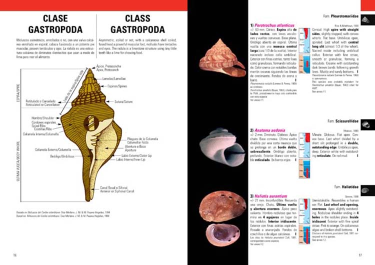 MOLUSCOS MARINOS DE ARGENTINA, URUGUAY Y BRASIL 2
