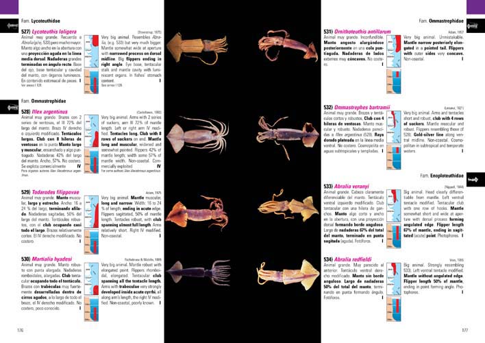 MOLUSCOS MARINOS DE ARGENTINA, URUGUAY Y BRASIL 5