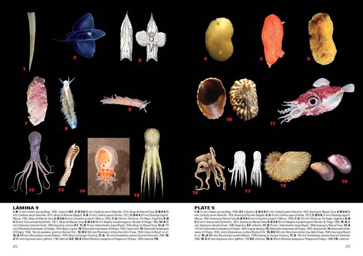 MOLUSCOS MARINOS DE ARGENTINA, URUGUAY Y BRASIL 6