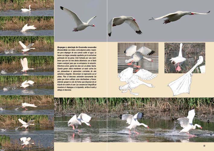 AVES, VIDA Y CONDUCTA. LA CULTURA DE LAS AVES 2