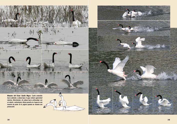 AVES, VIDA Y CONDUCTA. LA CULTURA DE LAS AVES 4