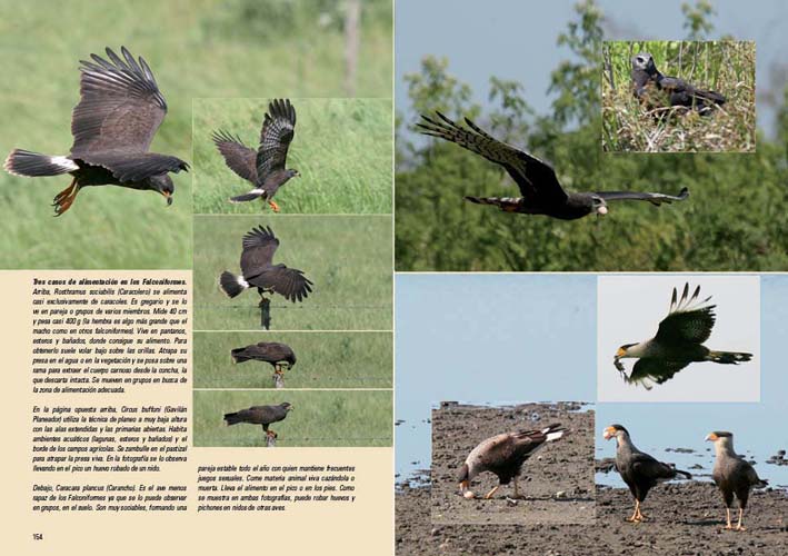 AVES, VIDA Y CONDUCTA. LA CULTURA DE LAS AVES 5