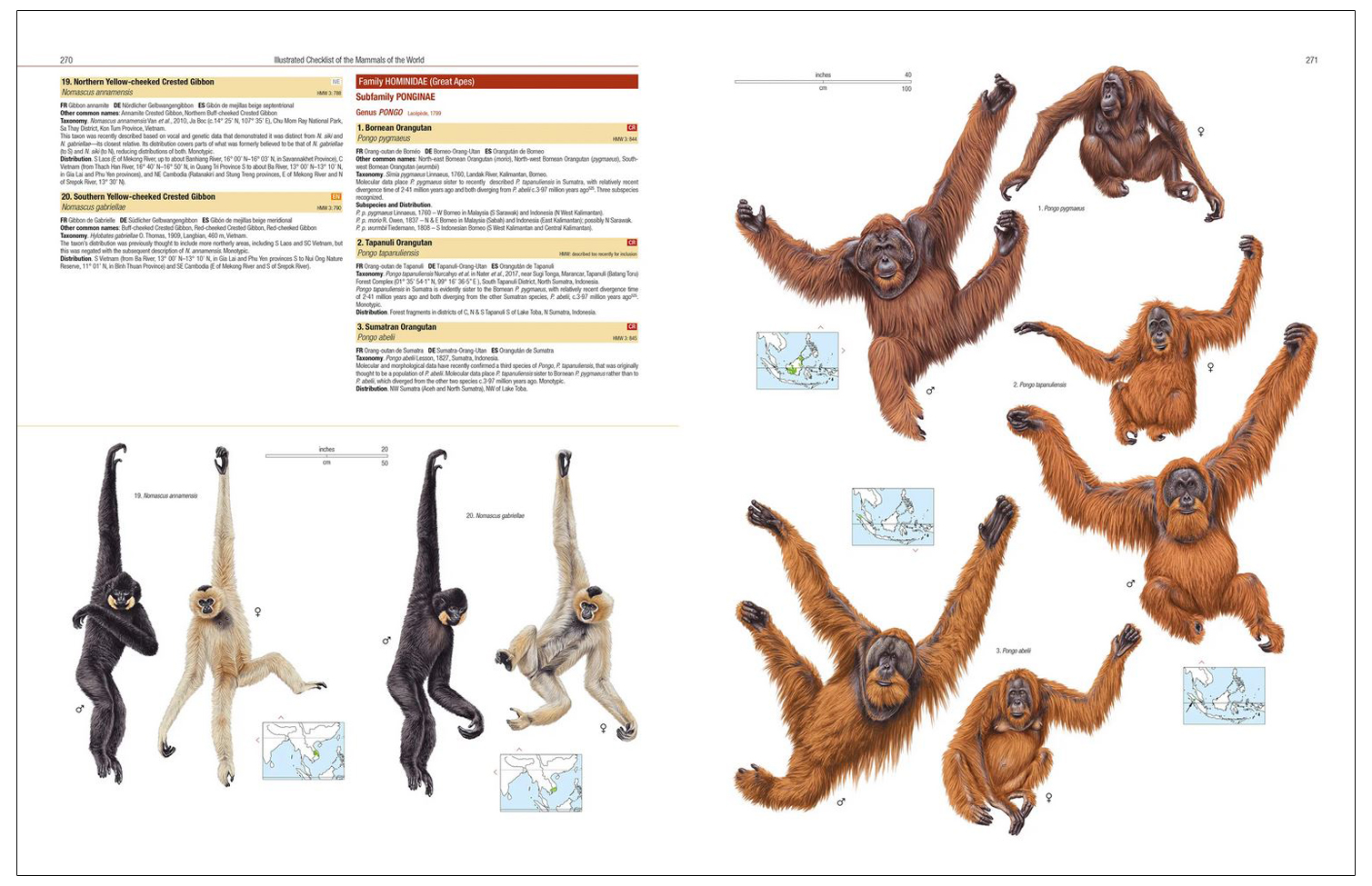 ILLUSTRATED CHECKLIST OF THE MAMMALS OF THE WORLD 6