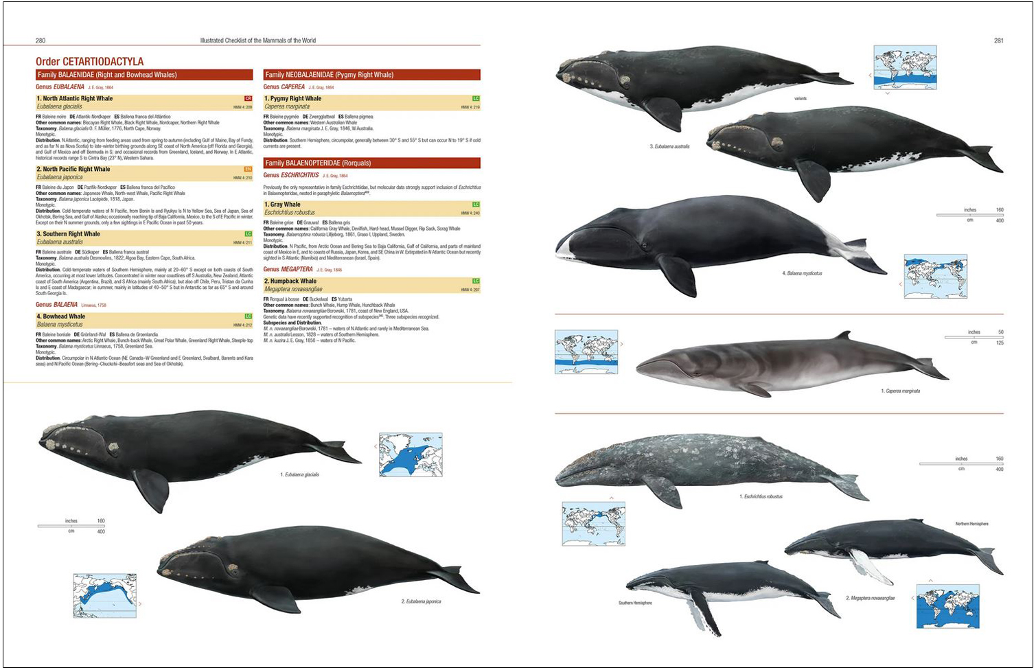 ILLUSTRATED CHECKLIST OF THE MAMMALS OF THE WORLD 7