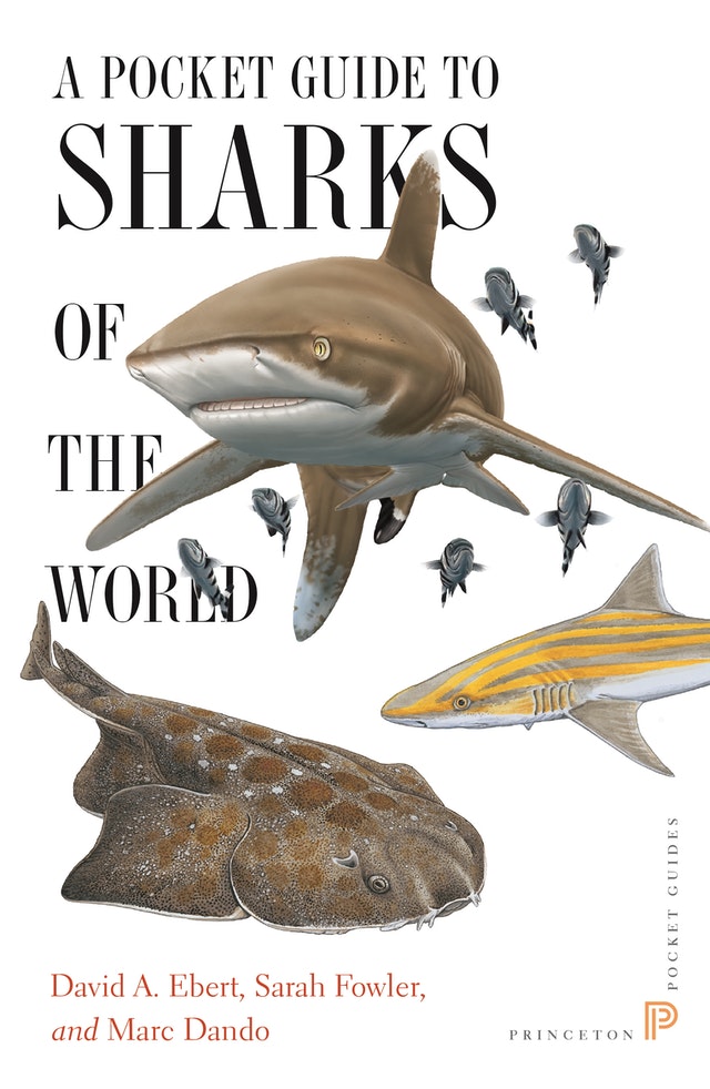A POCKET GUIDE TO SHARKS OF THE WORLD
