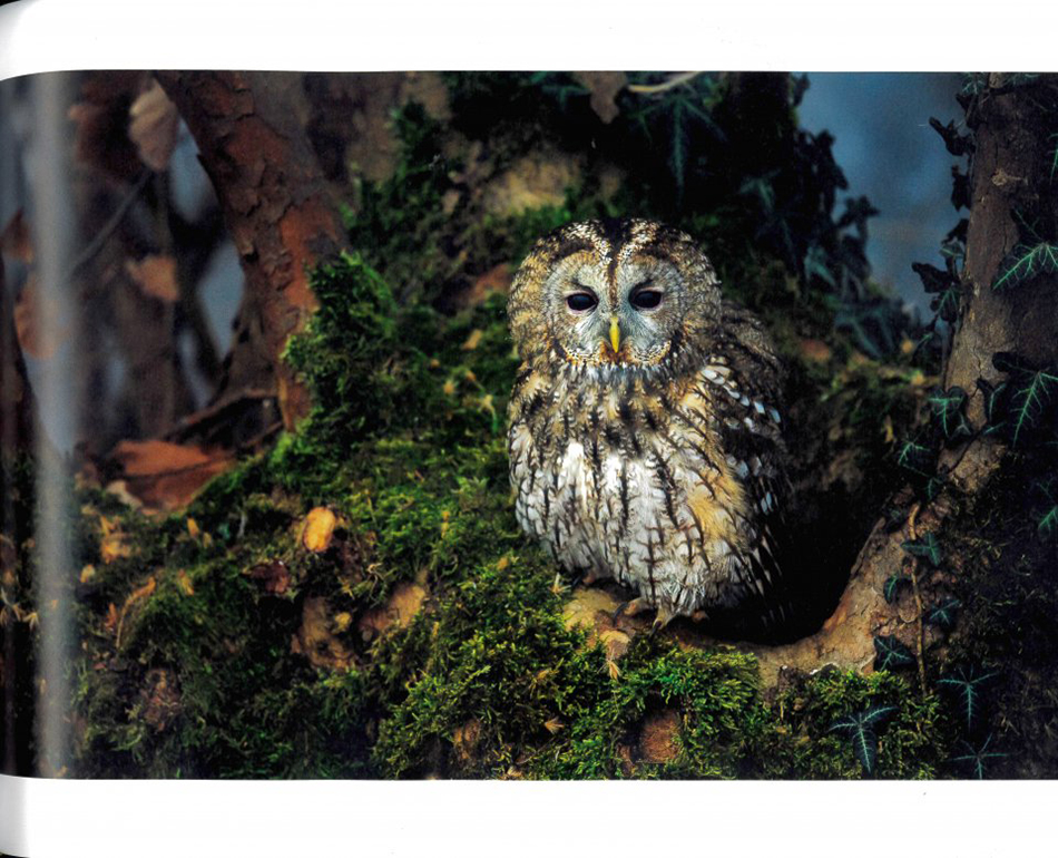 BIRD PHOTOGRAPHER OF THE YEAR: COLLECTION 5 2