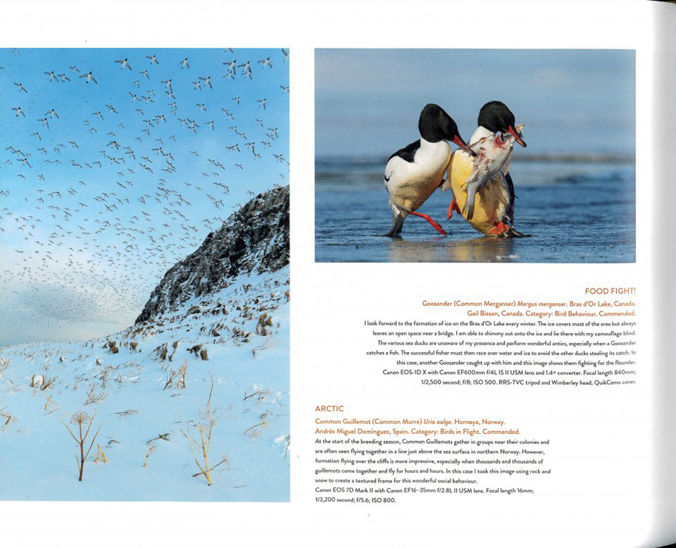 BIRD PHOTOGRAPHER OF THE YEAR: COLLECTION 5 3