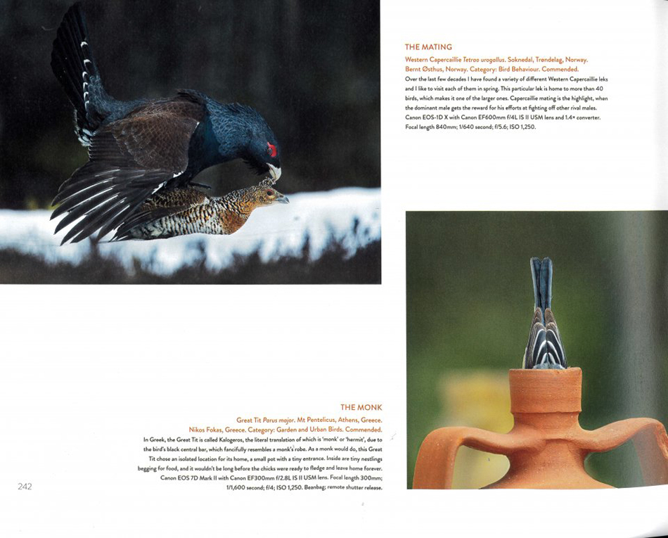 BIRD PHOTOGRAPHER OF THE YEAR: COLLECTION 5 4