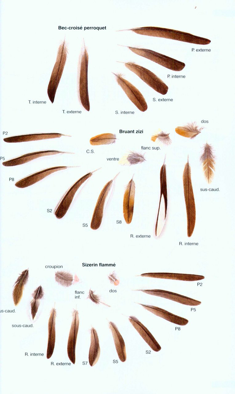 TRACES ET INDICES D'OISEAUX 2