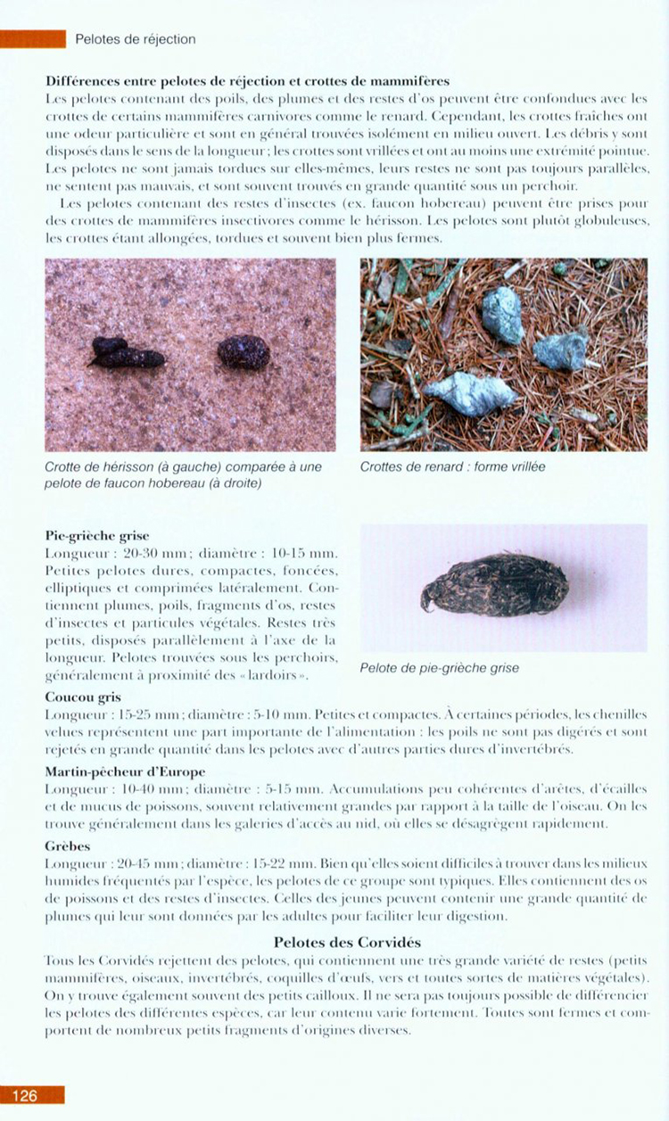 TRACES ET INDICES D'OISEAUX 3