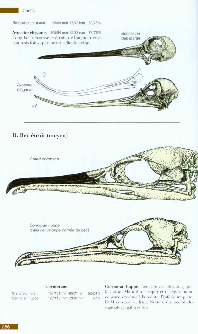 TRACES ET INDICES D'OISEAUX 4