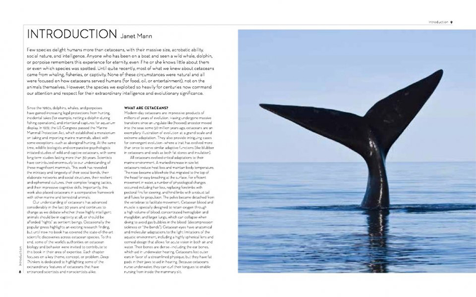 DEEP THINKERS: AN EXPLORATION OF INTELLIGENCE IN WHALES, DOLPHINS AND PORPOISES 2
