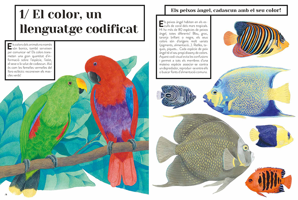 COLOR ANIMAL 2