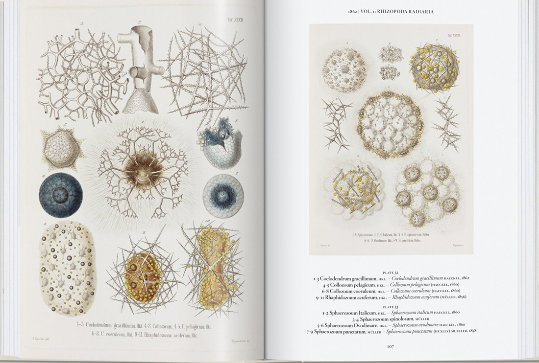 THE ART AND SCIENCE OF ERNST HAECKEL. 40TH ANNIVERSARY EDITION 2