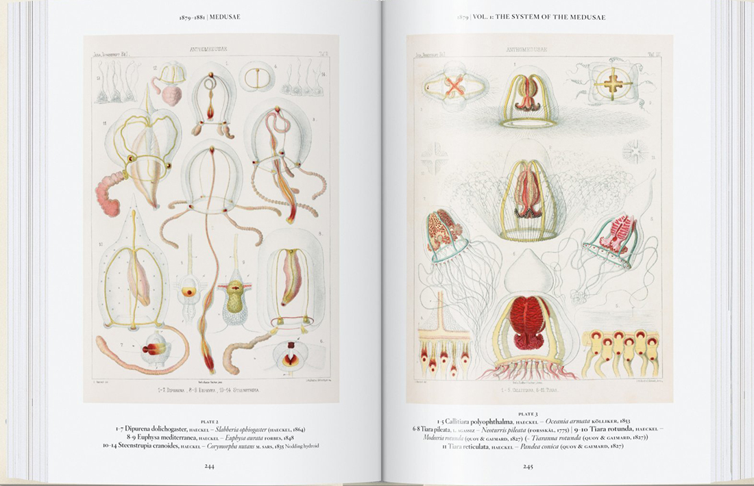 THE ART AND SCIENCE OF ERNST HAECKEL. 40TH ANNIVERSARY EDITION 3