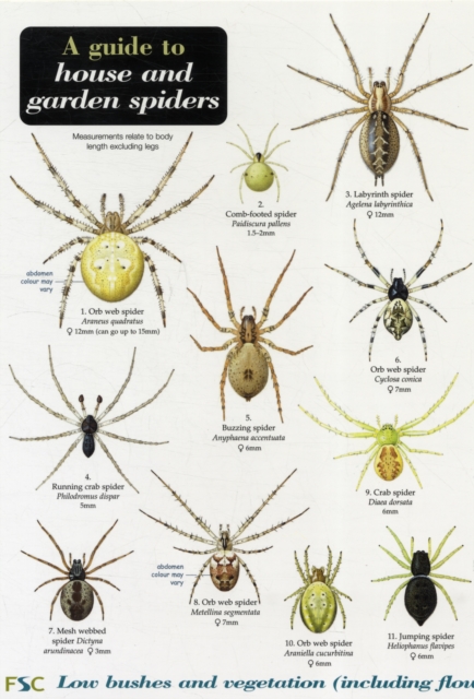 A GUIDE TO HOUSE AND GARDEN SPIDERS