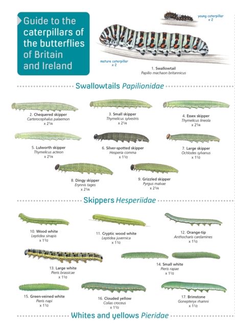 A GUIDE TO CATERPILLARS OF THE BUTTERFLIES OF BRITAIN AND IRELAND